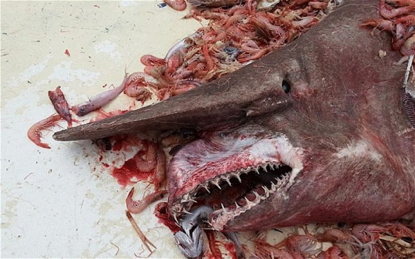 Carl Moore caught a goblin shark in the Gulf of Mexico April 19, 2014.