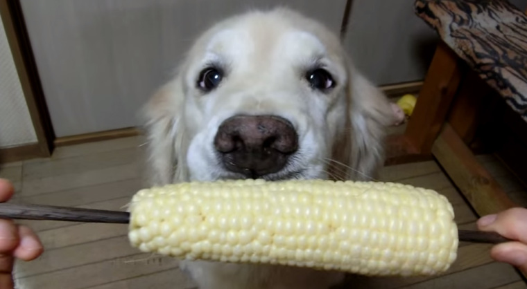 Dog eats corn
