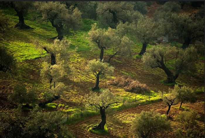 Olive trees in Beit Jann in northern Israel.
