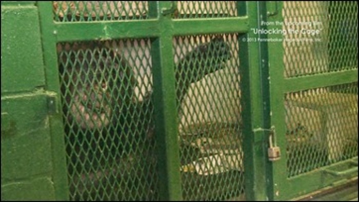 Tommy, a chimpanzee in New York state. The Nonhuman Rights Project will argue in court that he is unlawfully being held against his will.