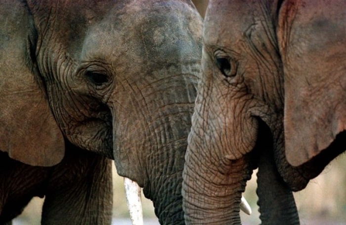 African elephants in this undated photo.