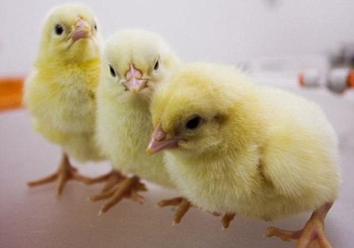 Chickens reportedly feel empathy when their babies' feathers get ruffled.