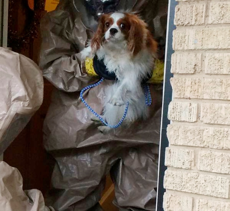 Dallas Animal Services and Adoption Center photo shows Bentley the dog belonging to the nurse who contracted Ebola being transported in Dallas in this Monday photo released on October 14, 2014. The nurse, Nina Pham, became the first person infected by Ebola in the United States at Texas Health Presbyterian Hospital in Dallas.
