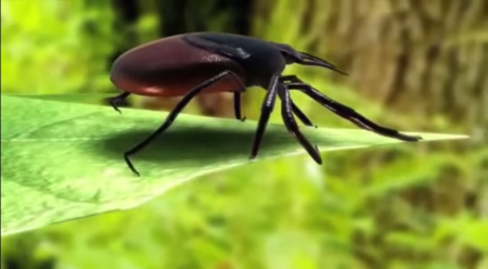 Ticks like the one depicted above transmit the deadly Bourbon virus.