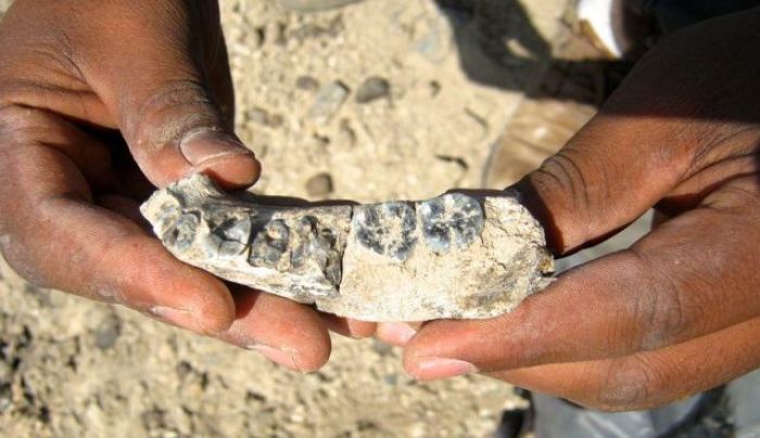 The jawbone fossil, steps from where it was sighted by Chalachew Seyoum, an ASU graduate student from Ethiopia, in this undated photo.