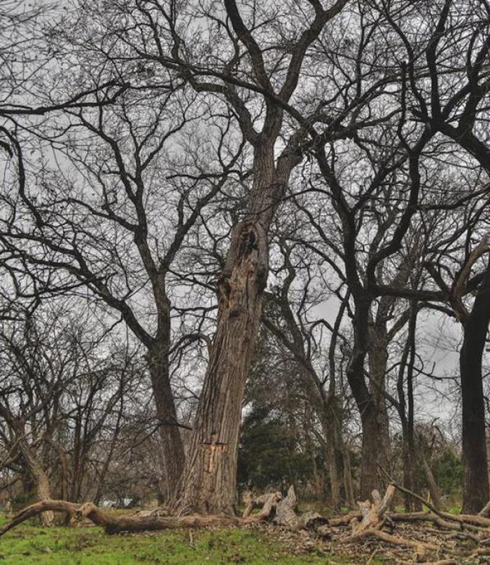 The Texas Cottonwood tree that Annabel Wilson Beam fell into three years ago at age 9. Now 12, she claims she was saved by Jesus Christ and saw heaven, which she describes in the book, 'Miracles From Heaven.'