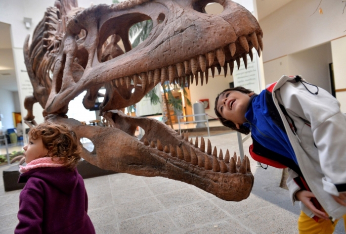 A boy looks inside the skull a Tyrannosaurus Rex replica at the Egidio Feruglio Museum in the Argentina's Patagonian city of Trelew, May 18, 2014. About 200 fossils belonging to at least seven animals were found in an area located in the Patagonian province of Chubut. Jose Luis Carballido, a palaeontologist at the Museo Egidio Feruglio, believes what has been recovered only constitutes of '20 percent' of the material that might found at the location.