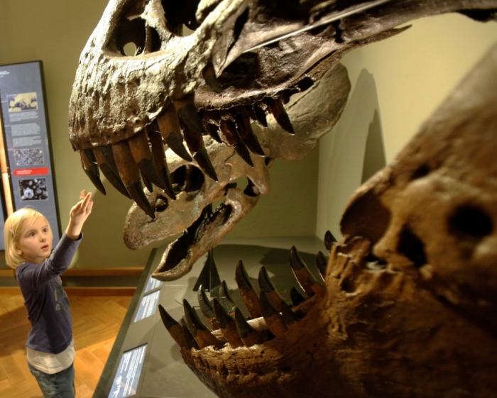 A child touches the teeth of a model of a dinosaur at the Naturhistorisches Museum Wien (Museum of Natural History) in Vienna, April 3, 2012. The museum, which first opened in 1889, today consists of 39 exhibition halls with thousands of objects on display and some 25 million specimens and artefacts kept behind the scenes for scientific work for more than 60 staff scientists. It is one of the largest museums of its kind and one of the most important in Europe.