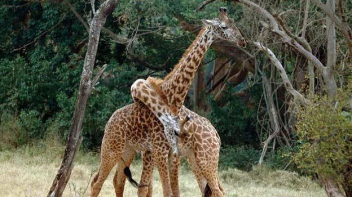Two giraffes play at Nairobi's National Park in Kenya.
