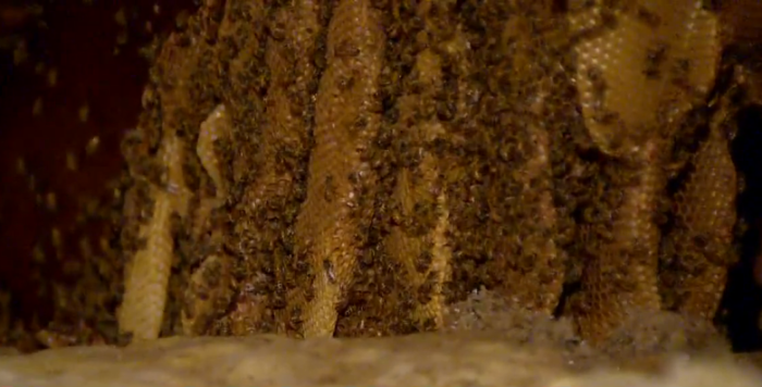 A 10 feet tall bee hive discovered inside Pine Street Church in Boulder, Colorado, August 2015.