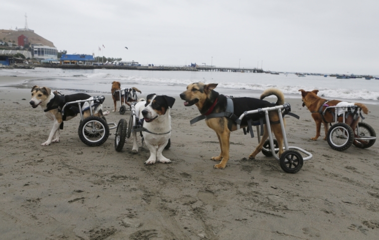 Paraplegic dogs play at Pescadores beach in Chorrillos, Lima, Peru, September 7, 2015.
