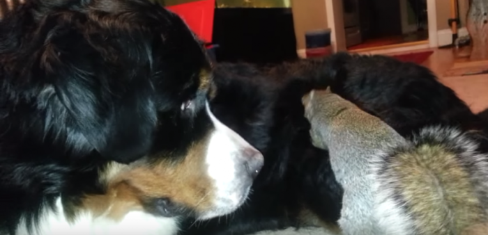 A Bernese Mountain Dog lets a squirrel hide a nut in its fur.