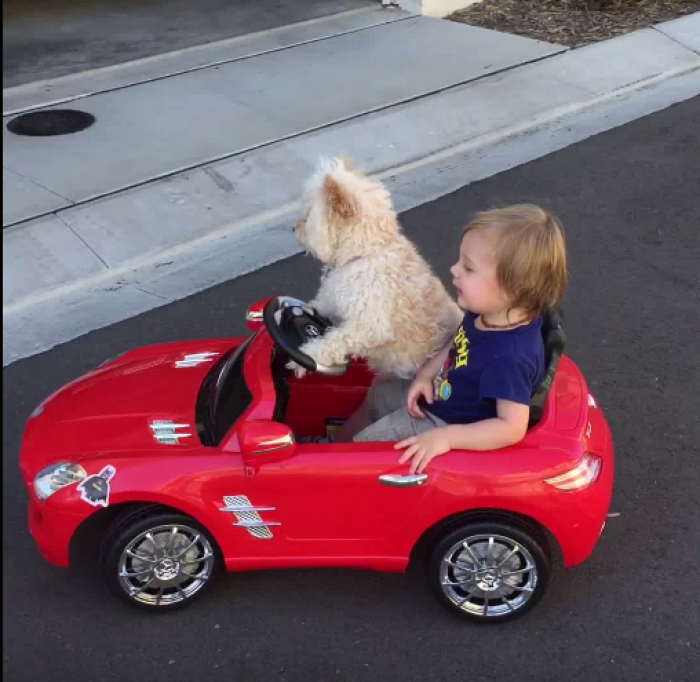 A dog named Daisy drives a little boy named Oliver around via a remote-controlled toy car.