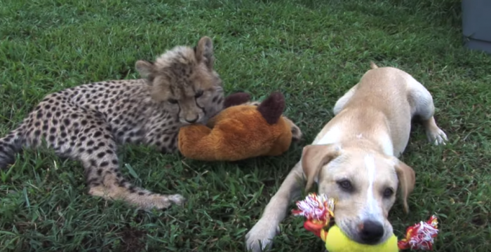 Meet Kumbali and Kago, a unique companionship between a cheetah cub and puppy!