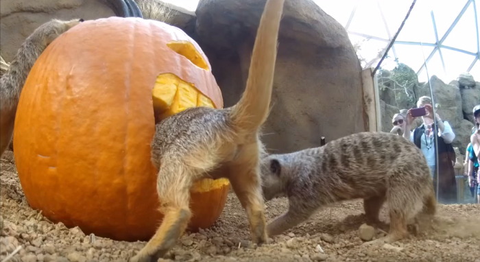 These Meerkats at the Indianapolis Zoo enjoy the tastes and sights of autumn.