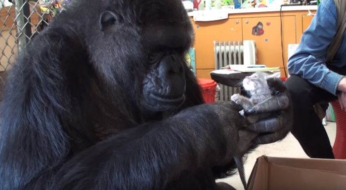 Koko the Gorilla, a 44-year-old gorilla that can communicate some in English sign language, holds one of the two kittens she adopted earlier this year.