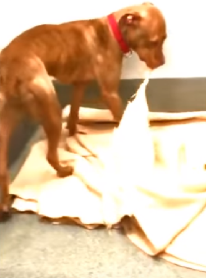 Rush, a homeless pit-bull, makes his own bed while waiting to be adopted.
