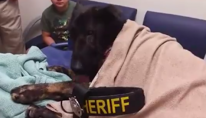 Argo, a narcotics detection dog in Edinburg, Texas, is given his final call before being put down due to severe illness.