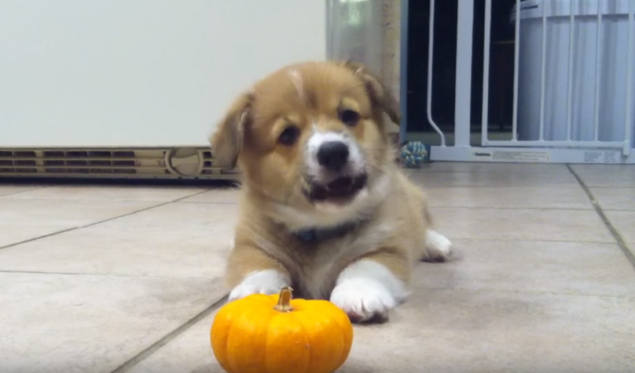 Corgi pup Bilbo engages in hostile action against a mini pumpkin.