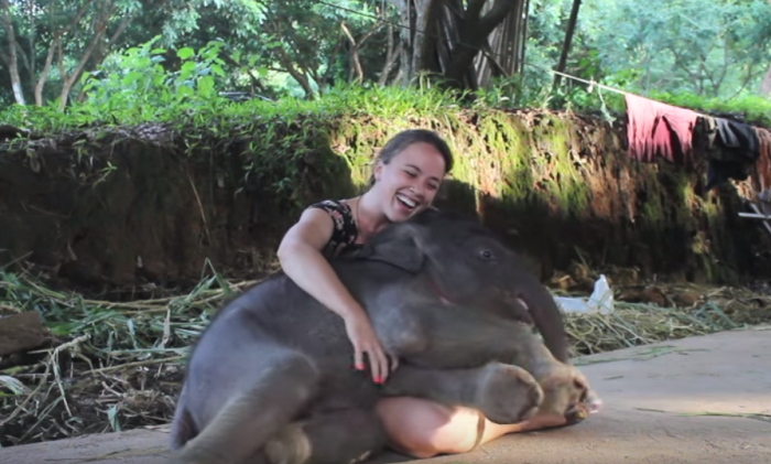 A baby elephant in Northern Thailand cuddles with a young woman named Allie.