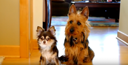 One dog tattletales on another.