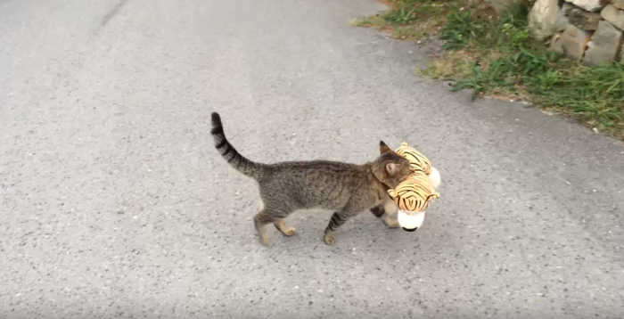 A cat steals a plush tiger stuffed animal in this viral video from October 18, 2015.