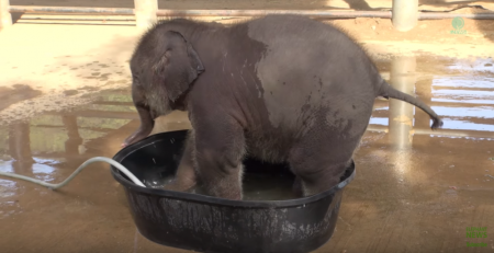 Top Ten Baby Elephants At Play - Elephantnews 