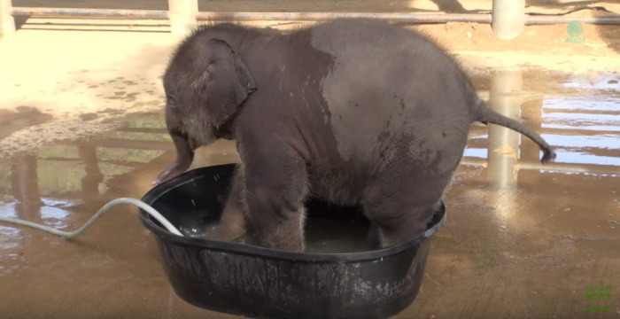 A baby elephant bathes, struggling to stay inside a water container.