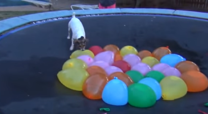 A dog named Spaz attacks a bunch of water balloons on a trampoline.