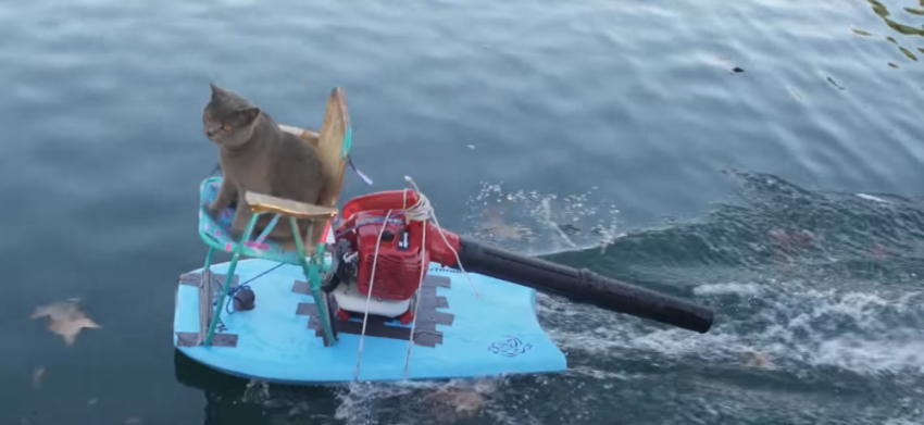 A cat goes jet skiing on a lake.