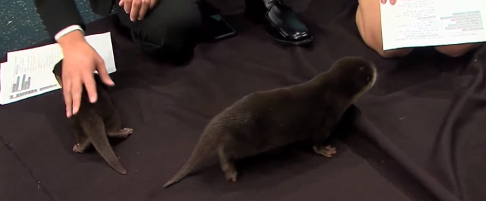 Arizona news channel gets invaded by a bunch of cute otters.