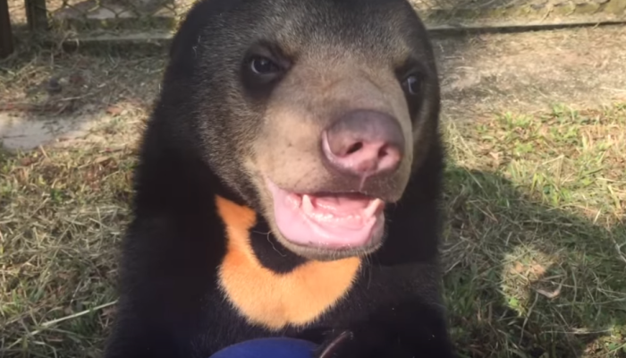 Murphy, a young sun bear, goes about his new playroom in Vietnam.