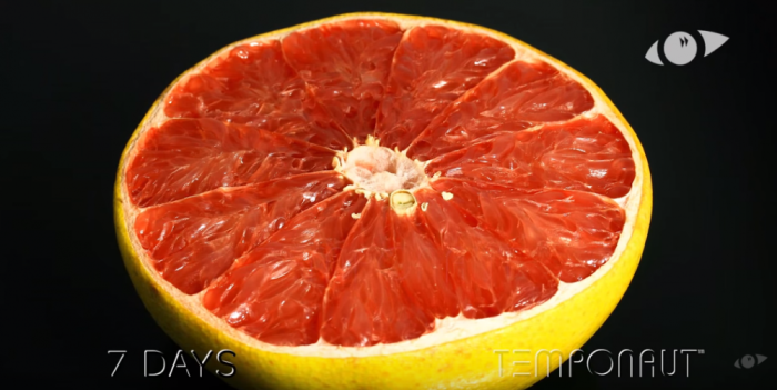 A grapefruit set out for 72 days straight is videotaped.