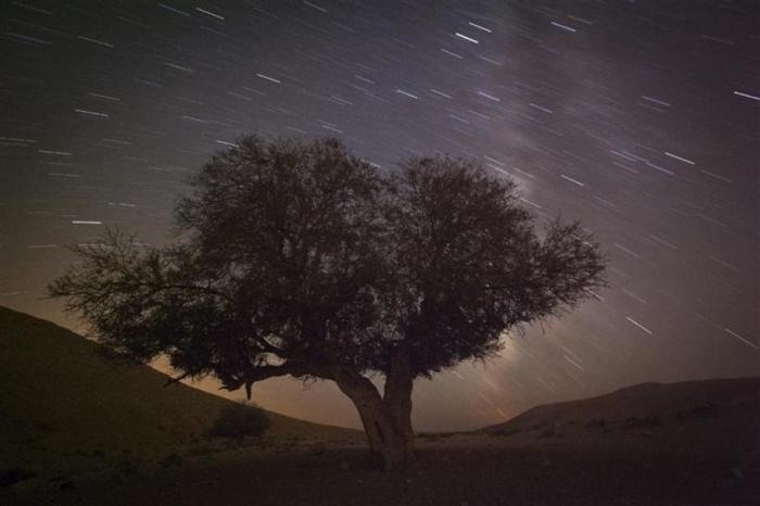 A long exposure shows stars behind a tree during the annual Perseid meteor shower near the southern town of Mitzpe Ramon, Israel August 13, 2012.