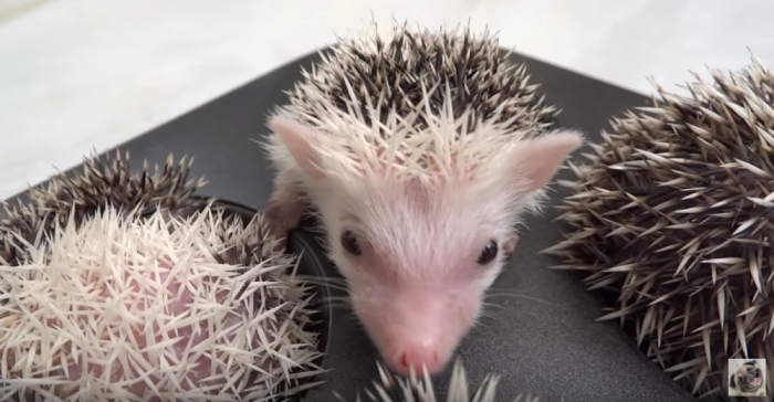 Hedgehogs sleep in muffin tin.