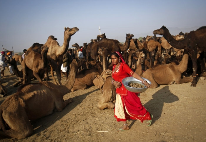 A woman carrying a metal container walks past camel herders waiting for customers at Pushkar Fair in the desert Indian state of Rajasthan, November 23, 2012. Many international and domestic tourists throng to Pushkar to witness one of the most colourful and popular fairs in India. Thousands of animals, mainly camels, are brought to the fair to be sold and traded.