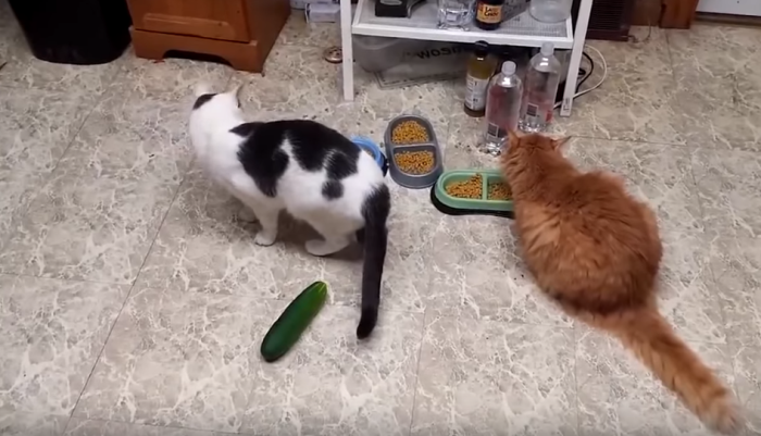 Cats surprised by cucumbers.