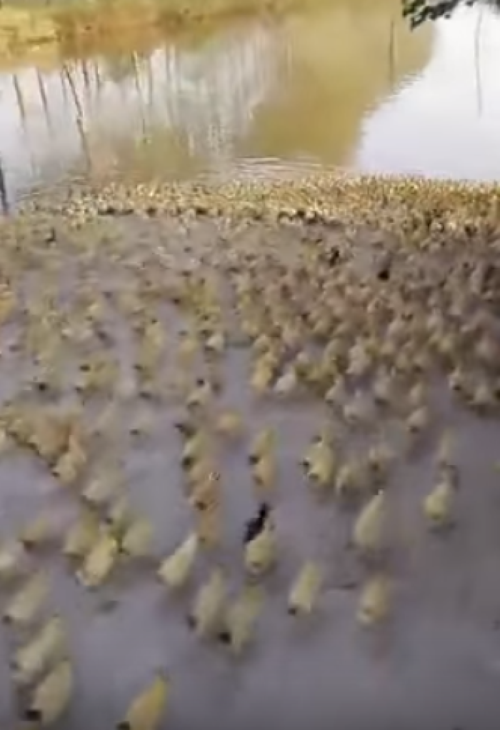 An estimated 5,000 baby ducklings rush towards a lake in China.