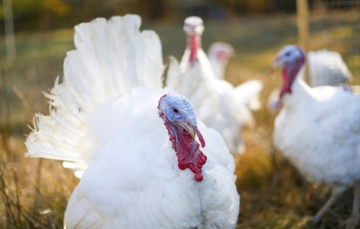 A group of Beltsville Small White turkeys are seen walking through the woods at Julie Gauthier's farm in Wake Forest, North Carolina, November 20, 2014. The Beltsville Small White breed enjoyed brief popularity on American tables during the 1950's due to its smaller size that proved a good fit for apartment refrigerators, small ovens and small families. But then the bigger hotel and restaurant markets demanded larger birds and this breed was nearly extinct by the 1970s.