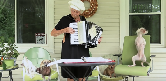 A puppy dog dances to an accordion.