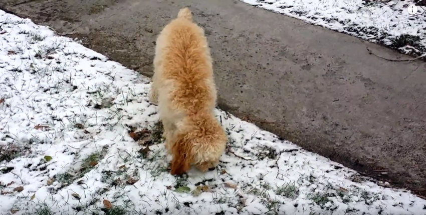 A 9-month old puppy enjoying her first snowfall.