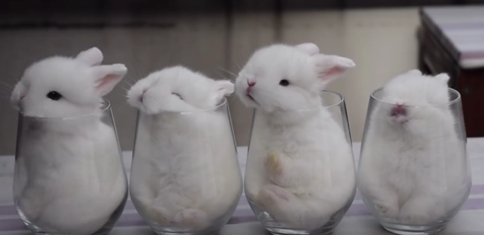A viral social media video showing four baby bunnies sleeping in four glasses.