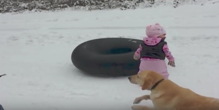 A dog is videotaped sliding across the snow.