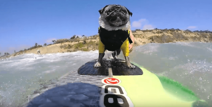 A pug named Brandy surfs the waves.