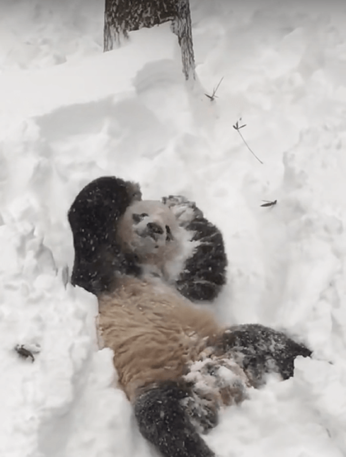 Male giant panda named Tian Tian of the Smithsonian National Zoo in Washington, DC plays in the snow of the January 2016 blizzard that hit the East Coast.