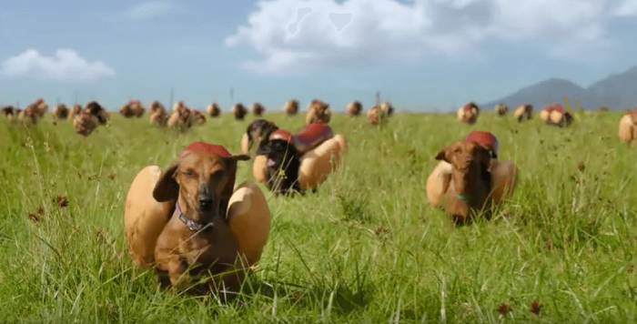 A stampede of dogs wearing hot dog costumes, part of Heinz Ketchup commercial for Super Bowl 50.