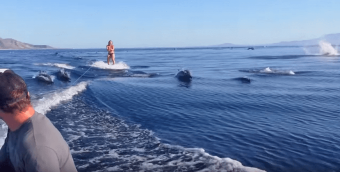 A family of dolphins swims alongside a wake boarder.
