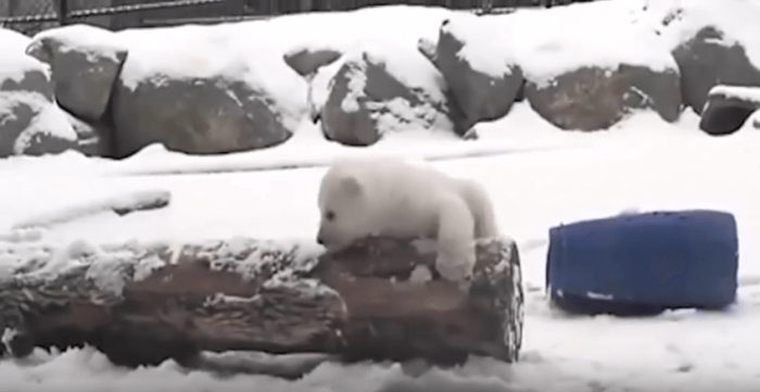 Polar bear cub experiences snow for the first time.