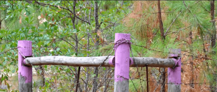 Purple paint in Texas holds a special meaning.