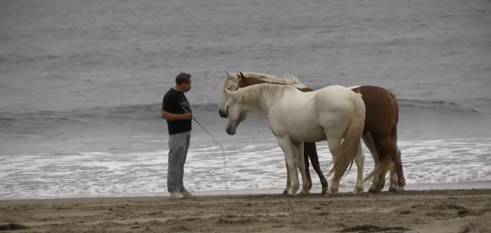 Horse trainer David Lichman does amazing tricks with a trio of steeds.
